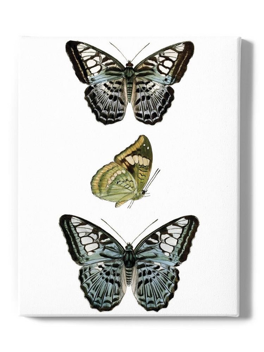 Butterfly Specimen I Wall Art -Vision Studio Designs