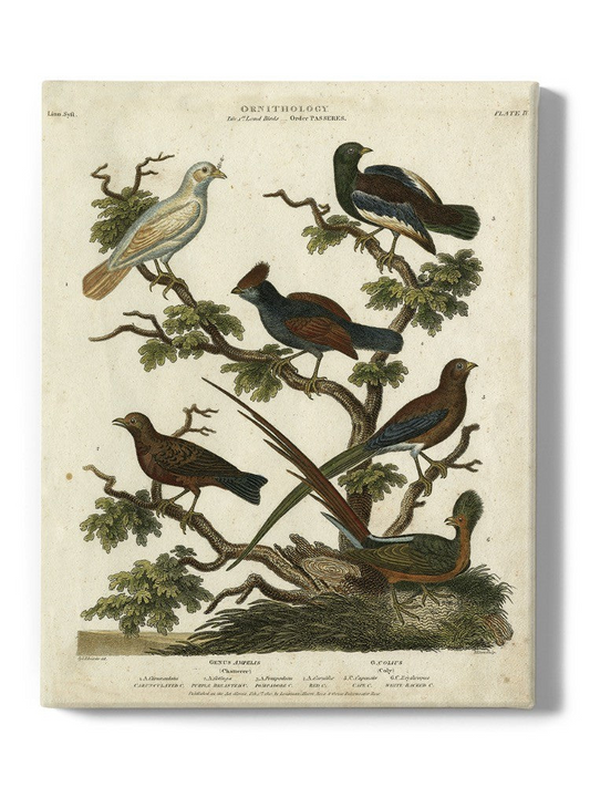 Ornithology Ii Wall Art -Sydenham Edwards Designs