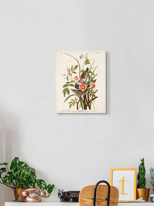 Seaside Finch Wall Art -John James Audubon Designs