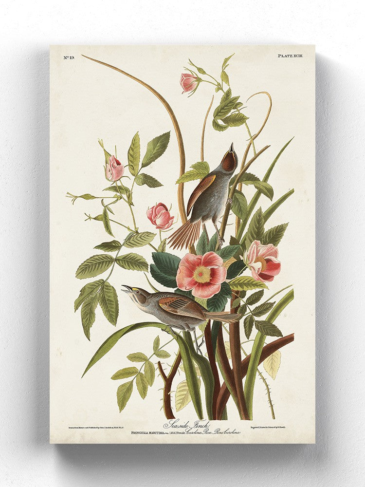 Seaside Finch Wall Art -John James Audubon Designs