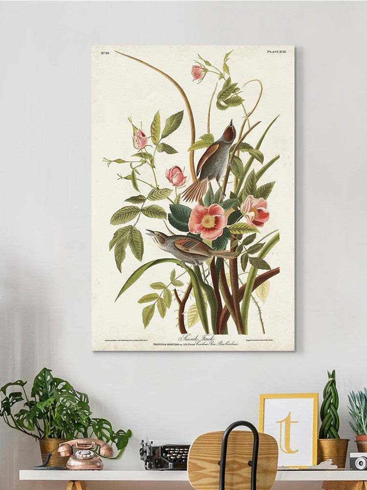 Seaside Finch Wall Art -John James Audubon Designs