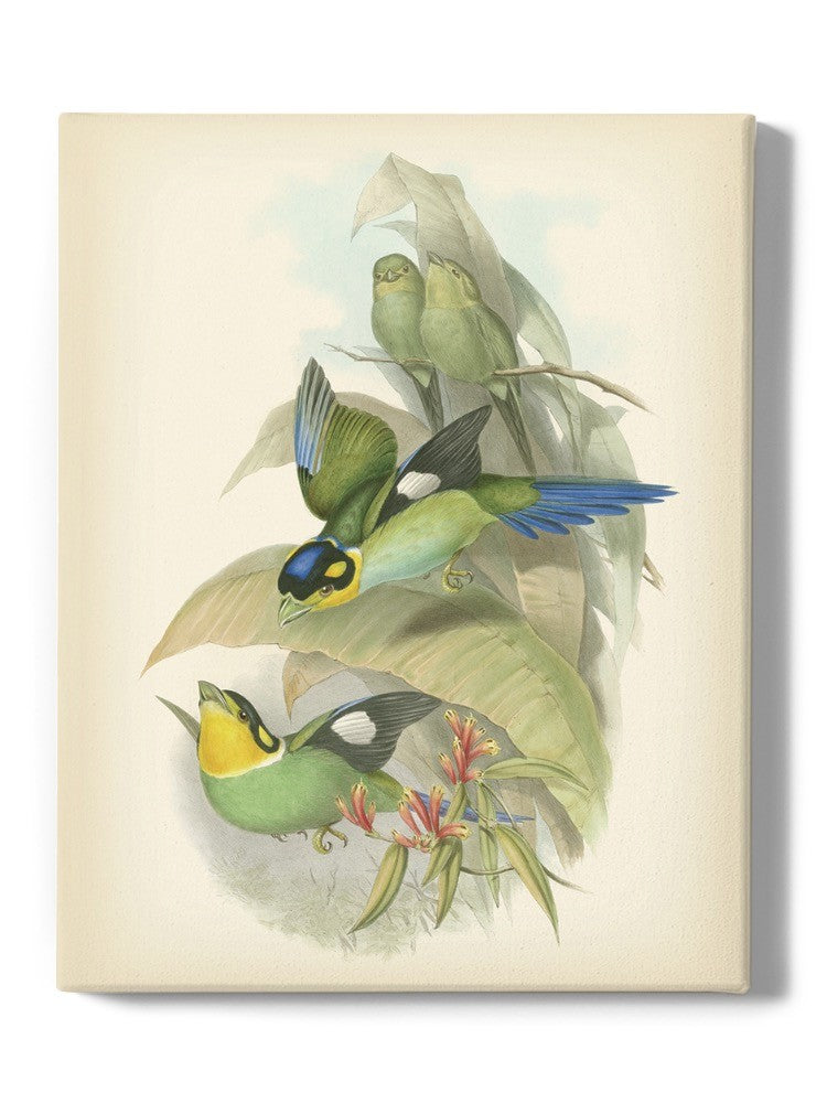 Gould Birds Of The Tropics Wall Art -John Gould Designs