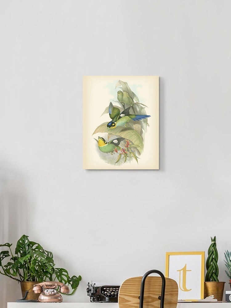 Gould Birds Of The Tropics Wall Art -John Gould Designs