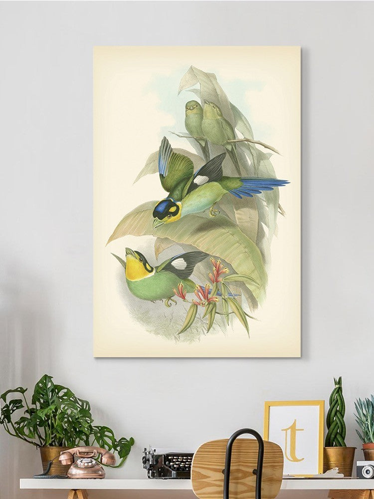 Gould Birds Of The Tropics Wall Art -John Gould Designs