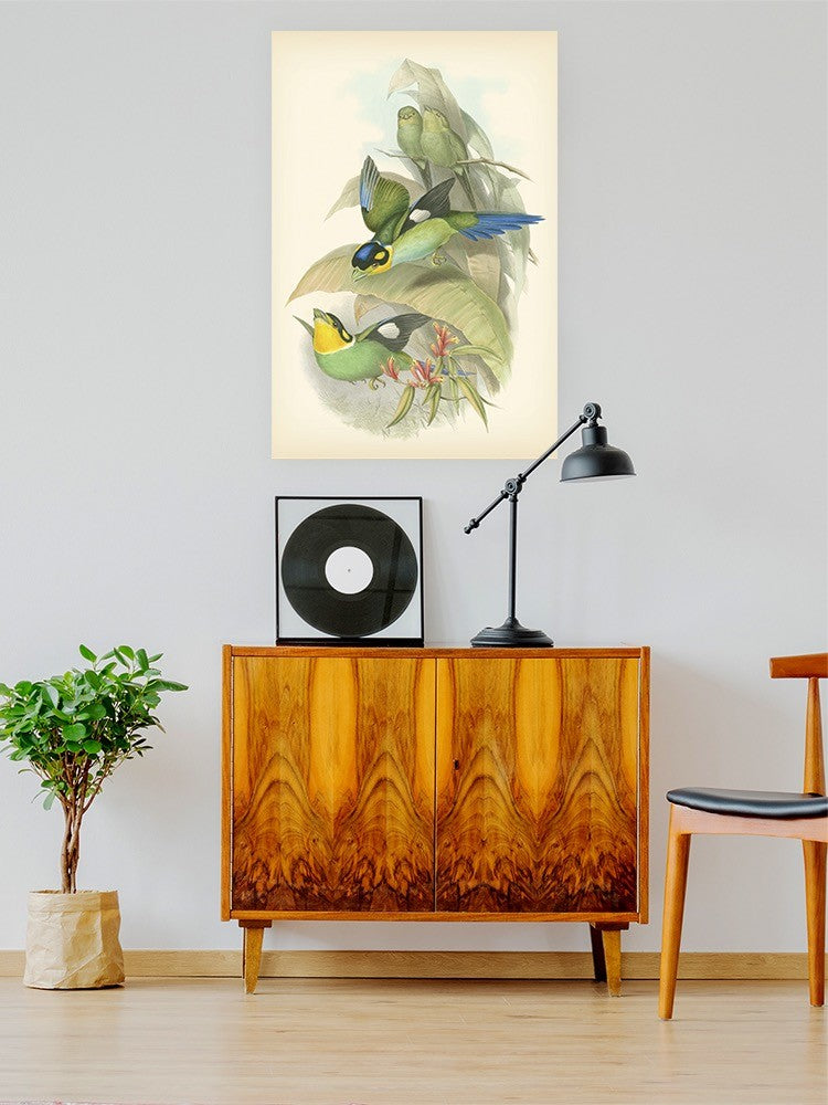 Gould Birds Of The Tropics Wall Art -John Gould Designs