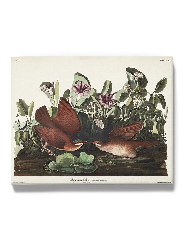 Key West Pigeon Iii Wall Art -John James Audubon Designs