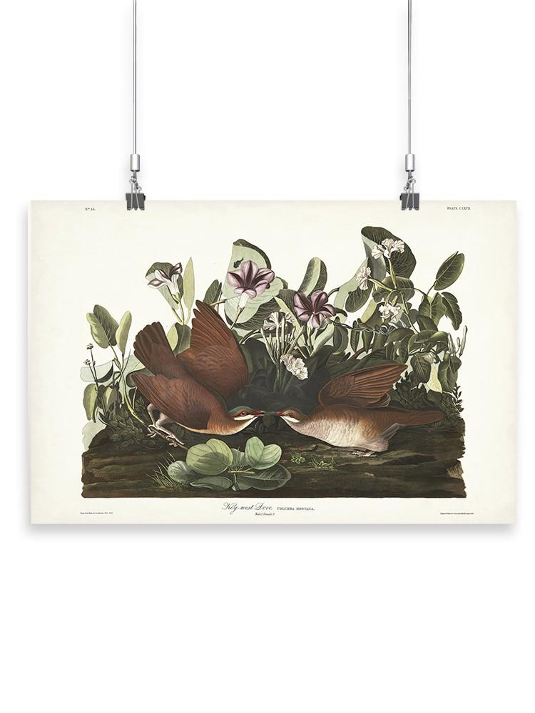 Key West Pigeon Iii Wall Art -John James Audubon Designs