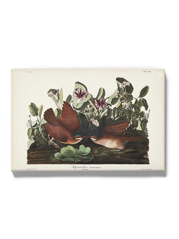 Key West Pigeon Iii Wall Art -John James Audubon Designs