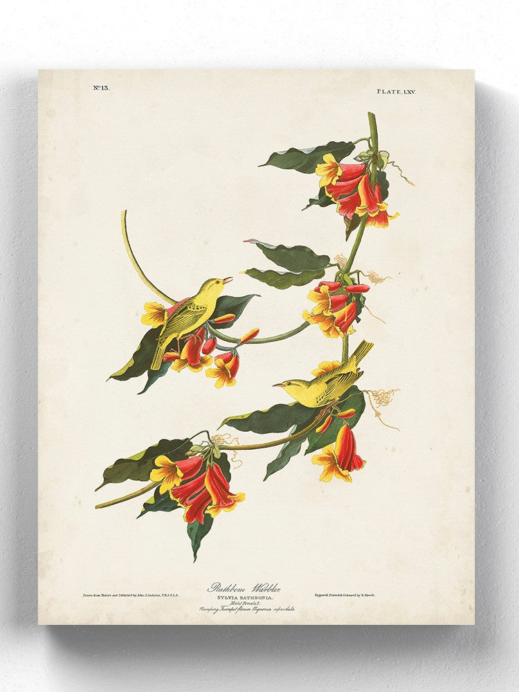 Rathbone Warbler Wall Art -John James Audubon Designs