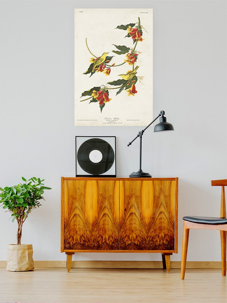 Rathbone Warbler Wall Art -John James Audubon Designs