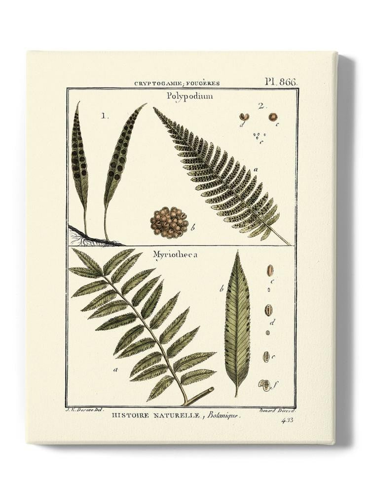 Fern Classification I Wall Art -Denis Diderot Designs