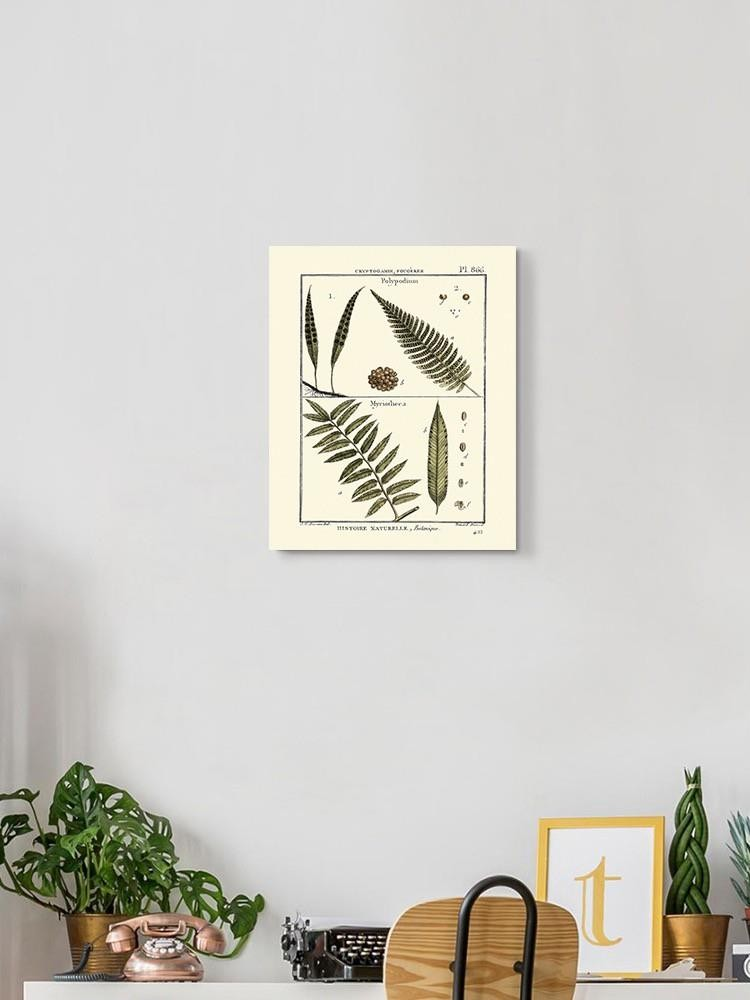 Fern Classification I Wall Art -Denis Diderot Designs