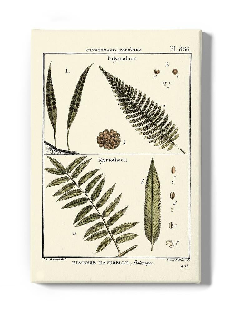 Fern Classification I Wall Art -Denis Diderot Designs