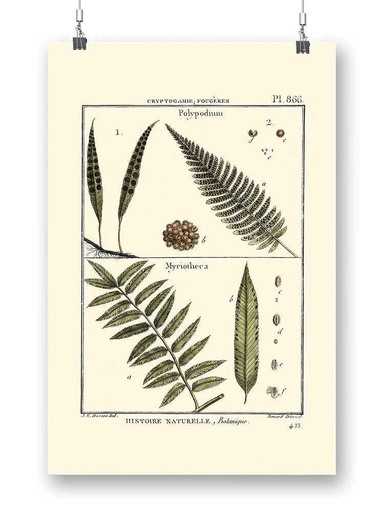 Fern Classification I Wall Art -Denis Diderot Designs