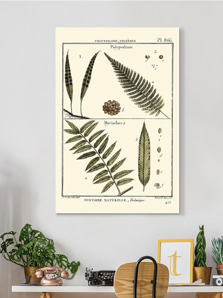 Fern Classification I Wall Art -Denis Diderot Designs