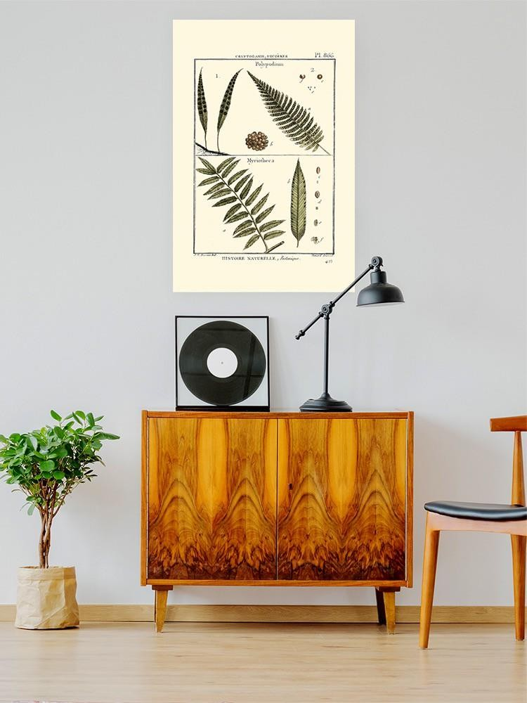 Fern Classification I Wall Art -Denis Diderot Designs