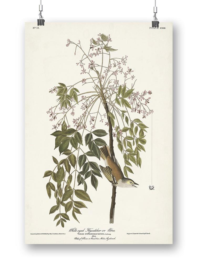 White-Eyed Flycatcher Wall Art -John James Audubon Designs