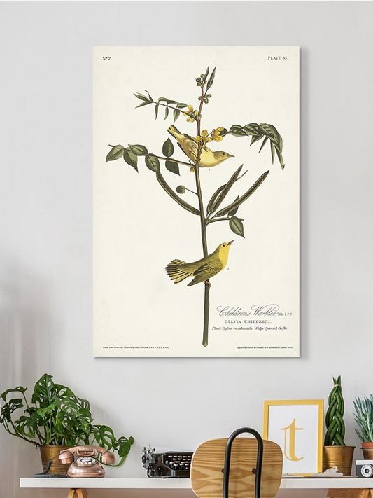 Children's Warbler Wall Art -John James Audubon Designs