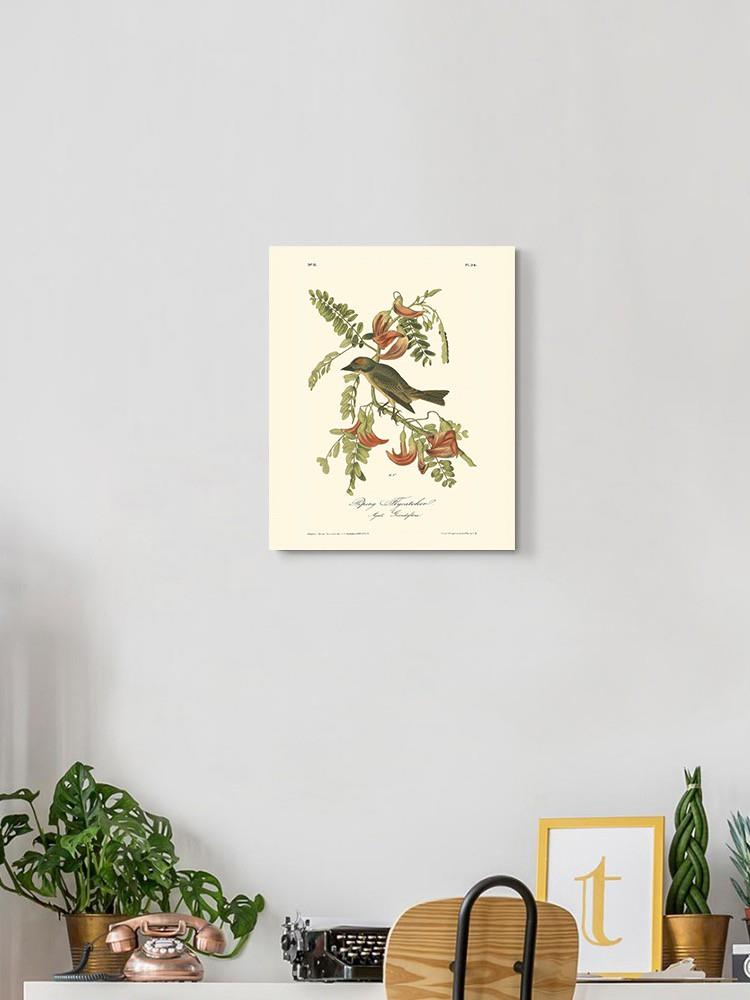 Pipiry Flycatcher Wall Art -John James Audubon Designs