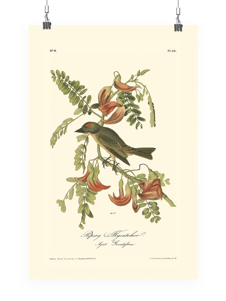 Pipiry Flycatcher Wall Art -John James Audubon Designs