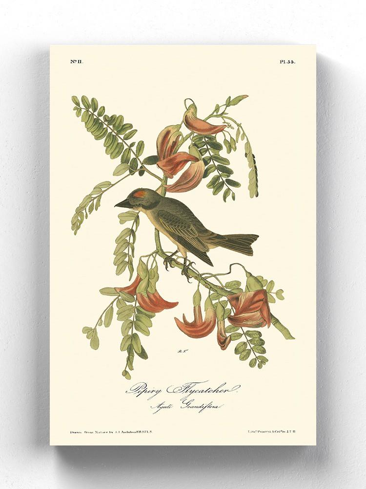 Pipiry Flycatcher Wall Art -John James Audubon Designs