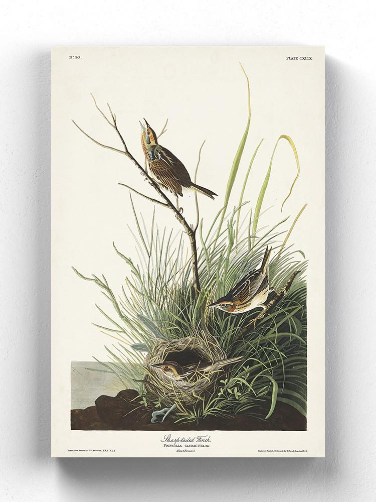 Sharp-tailed Finch Wall Art -John James Audubon Designs