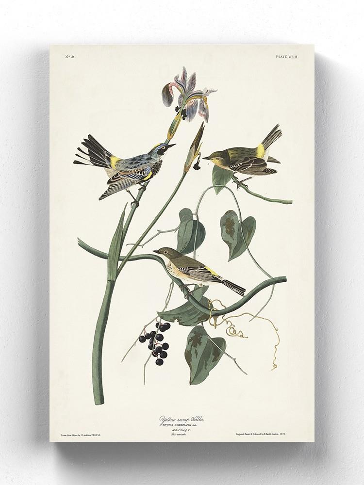 Yellow-rump Warbler Wall Art -John James Audubon Designs