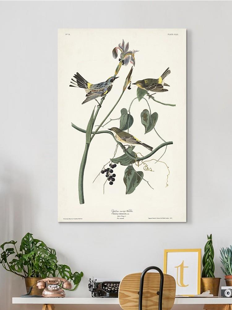 Yellow-rump Warbler Wall Art -John James Audubon Designs