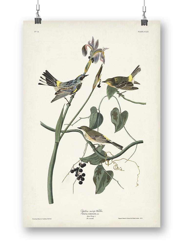 Yellow-rump Warbler Wall Art -John James Audubon Designs