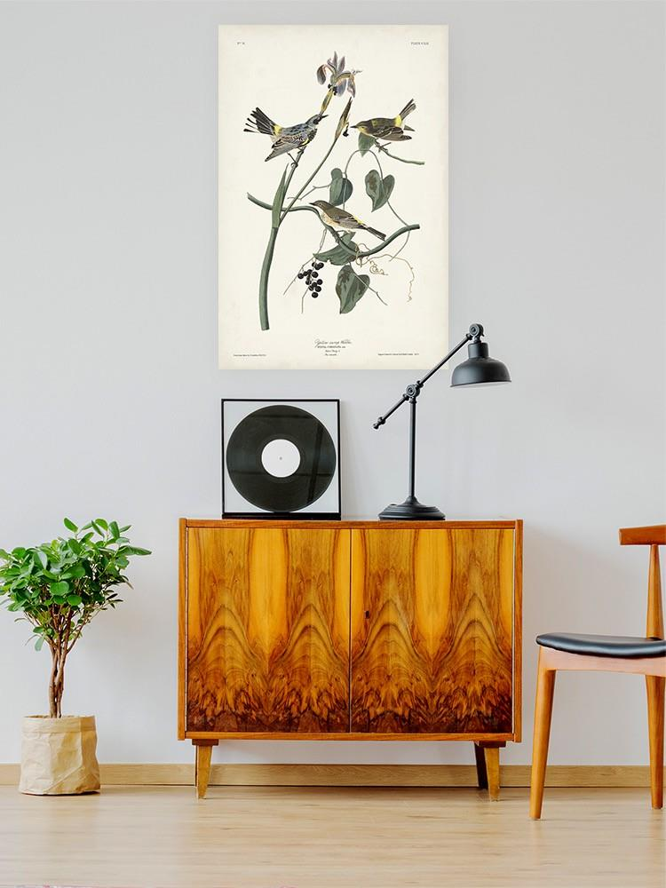 Yellow-rump Warbler Wall Art -John James Audubon Designs