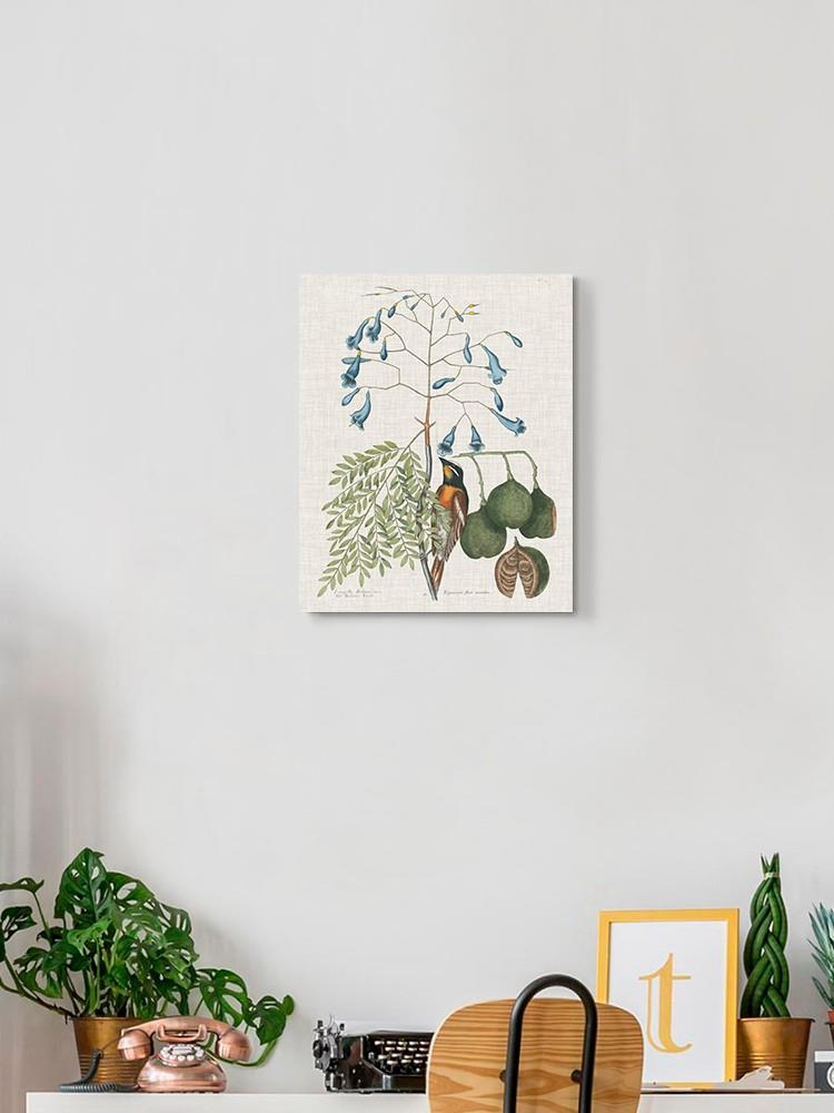 Studies In Nature Ii Wall Art -Mark Catesby Designs