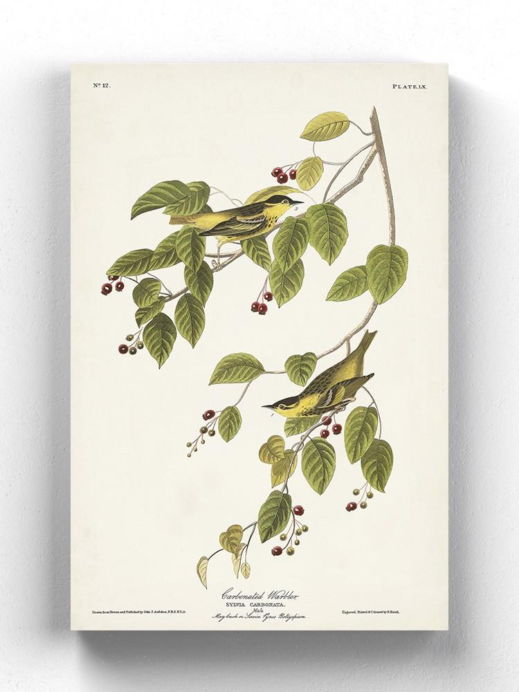 Carbonated Warbler Wall Art -John James Audubon Designs