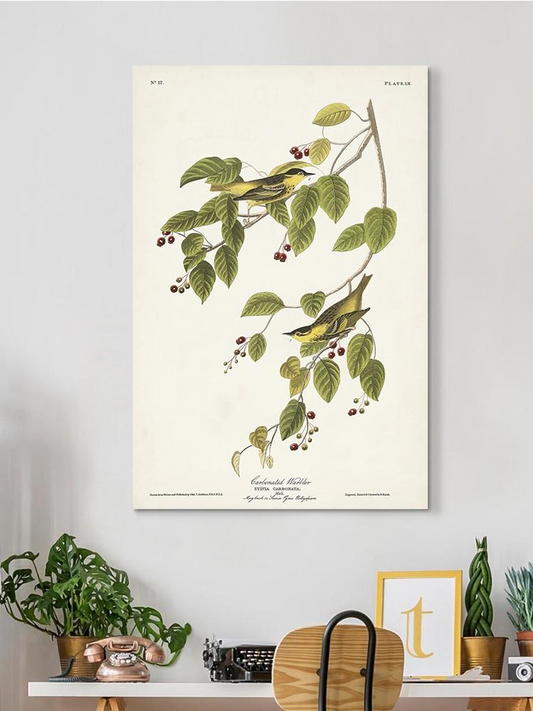 Carbonated Warbler Wall Art -John James Audubon Designs