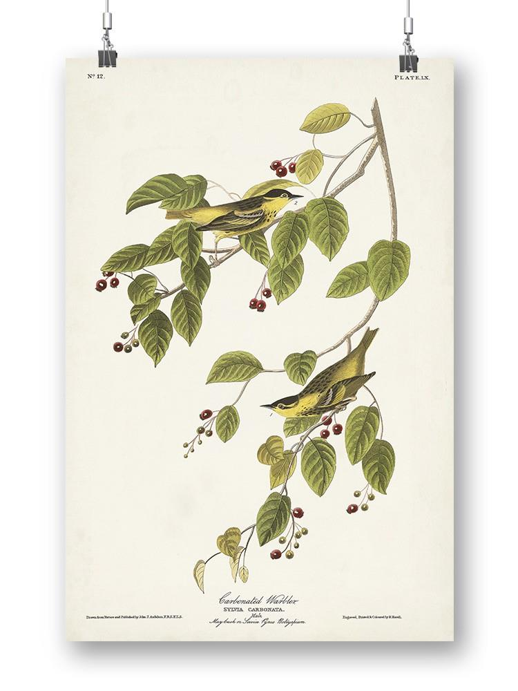 Carbonated Warbler Wall Art -John James Audubon Designs