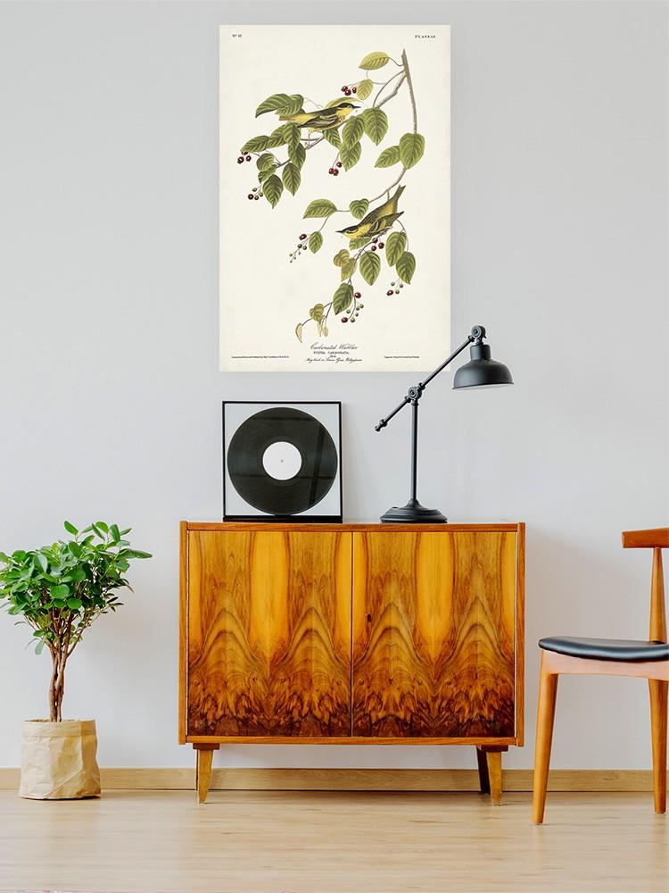 Carbonated Warbler Wall Art -John James Audubon Designs