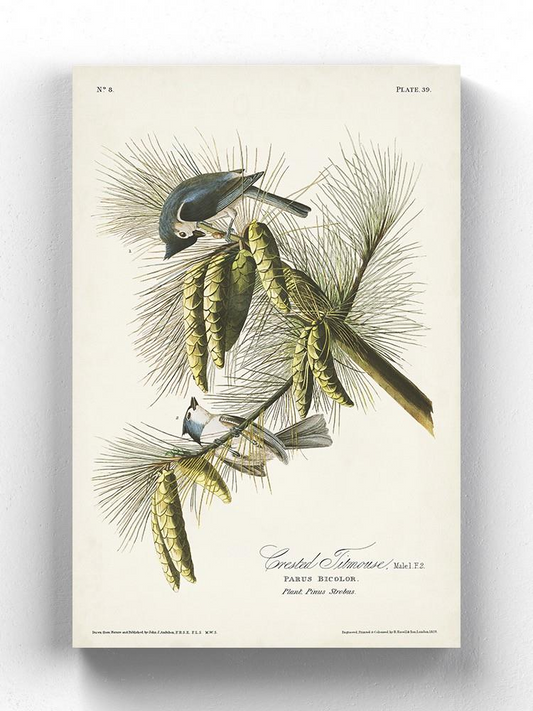 Crested Titmouse Wall Art -John James Audubon Designs