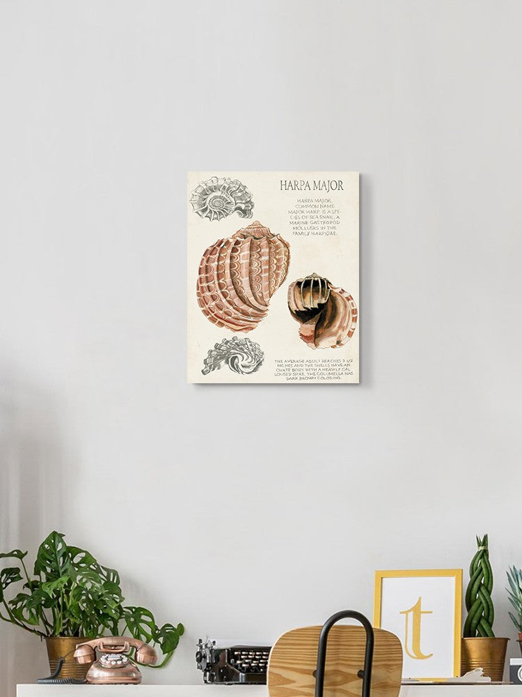 Seashell Field Notes Ii Wall Art -Naomi McCavitt Designs