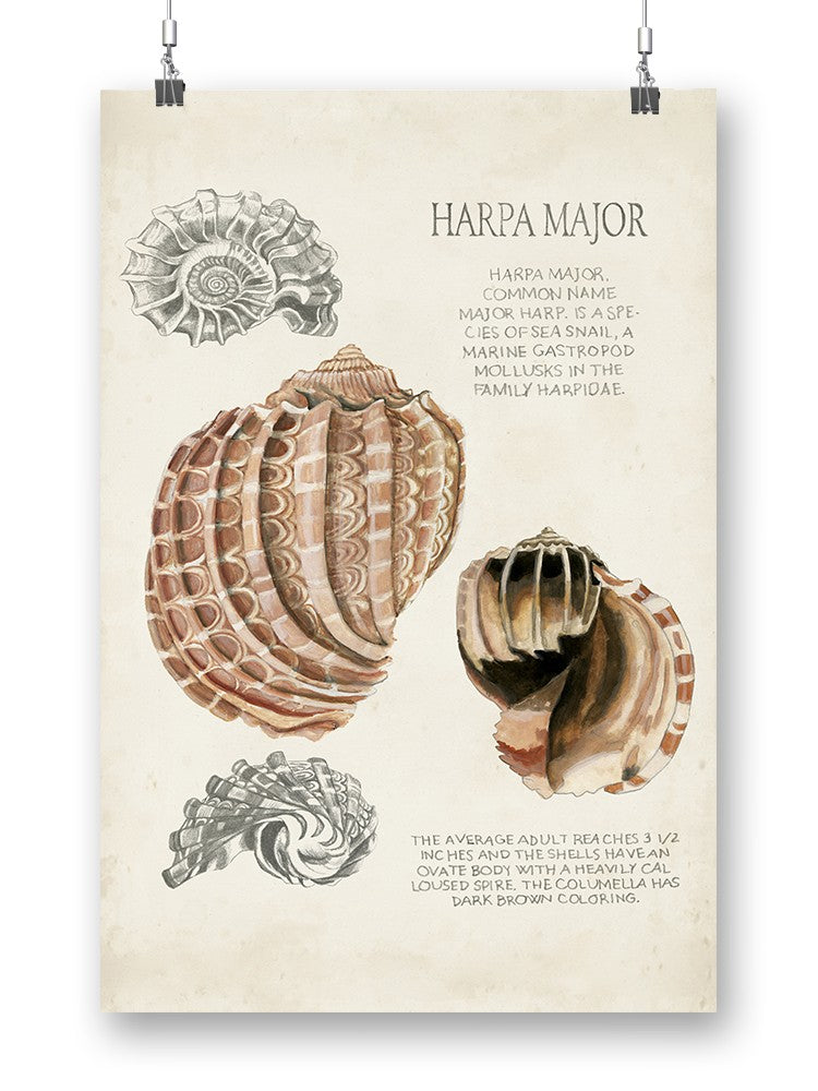 Seashell Field Notes Ii Wall Art -Naomi McCavitt Designs