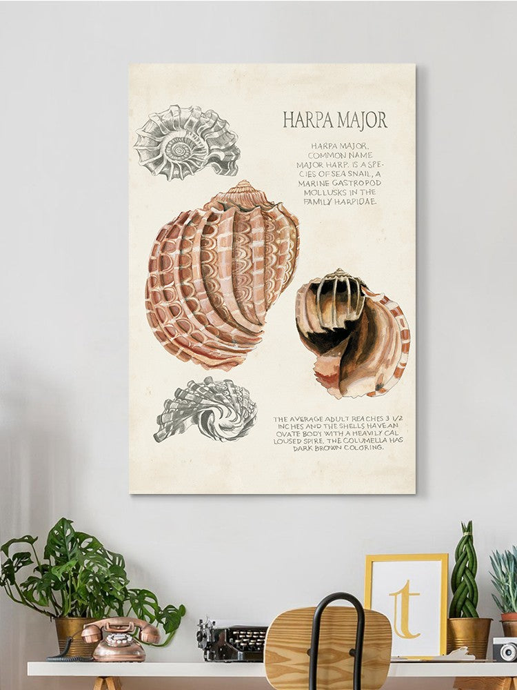 Seashell Field Notes Ii Wall Art -Naomi McCavitt Designs