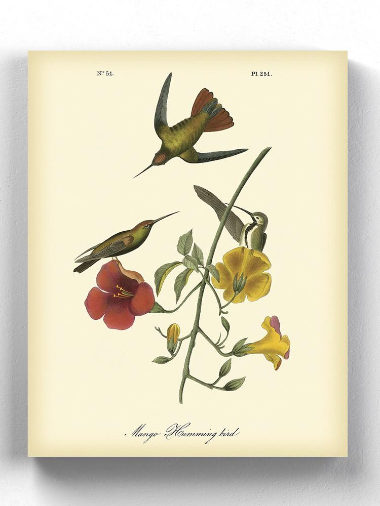 Small Mango Hummingbird Wall Art -John James Audubon Designs