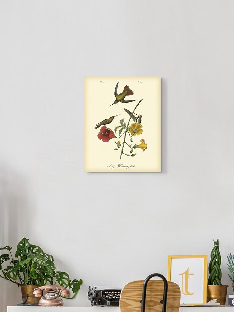 Small Mango Hummingbird Wall Art -John James Audubon Designs