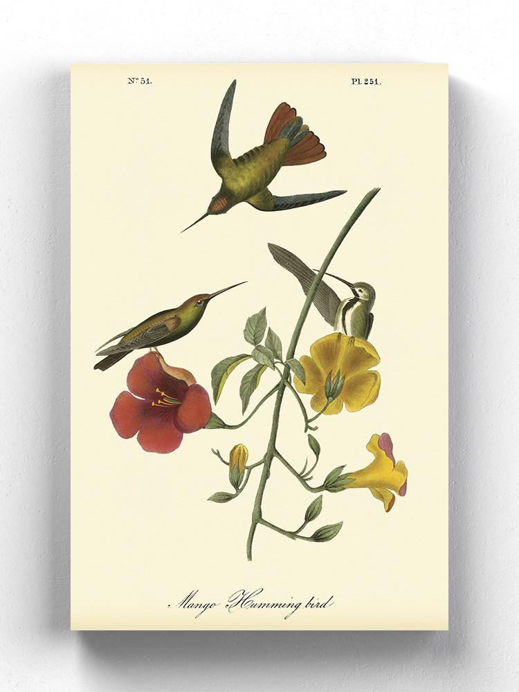 Small Mango Hummingbird Wall Art -John James Audubon Designs