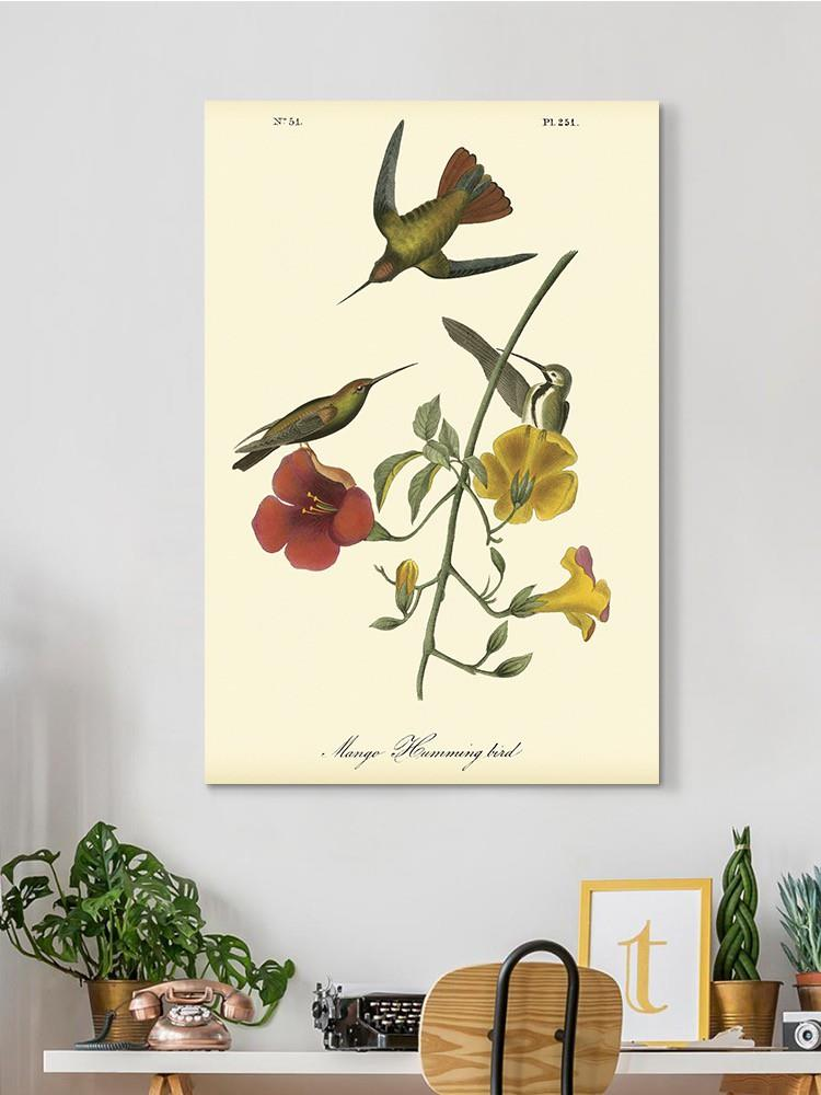 Small Mango Hummingbird Wall Art -John James Audubon Designs