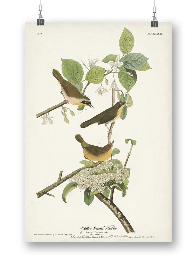 Yellow-Breasted Warbler Wall Art -John James Audubon Designs