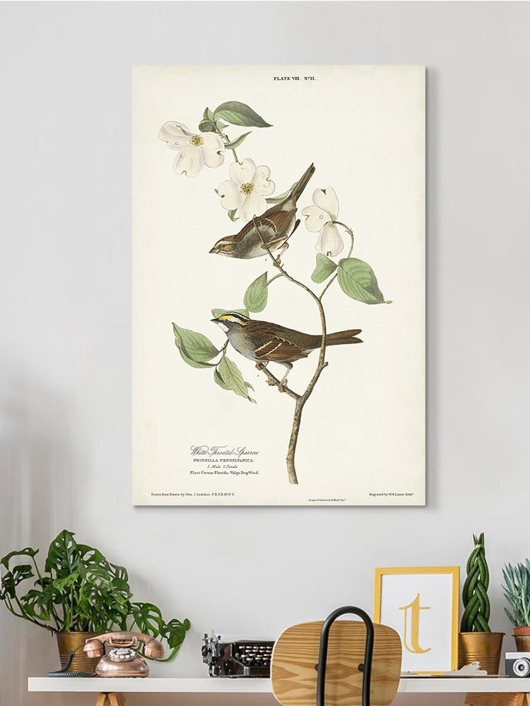 White-Throated Sparrow Wall Art -John James Audubon Designs