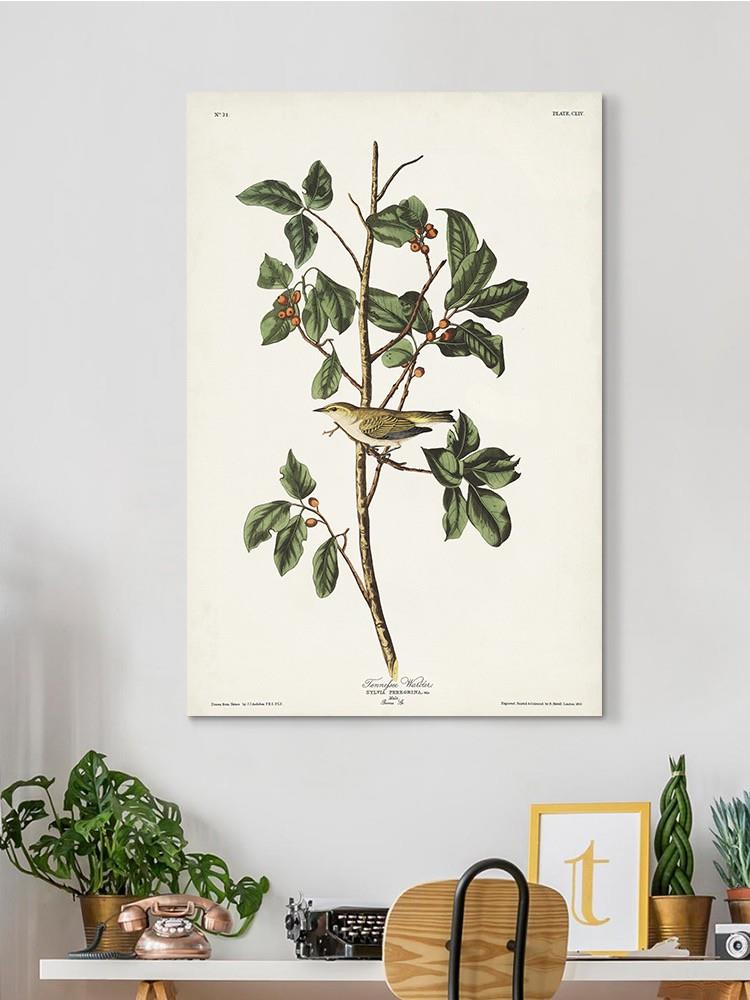 Tenessee Warbler Wall Art -John James Audubon Designs