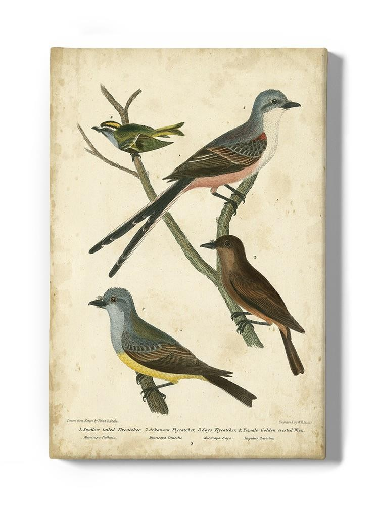 Wilsons Flycatcher  Wall Art -Alexander Wilson Designs