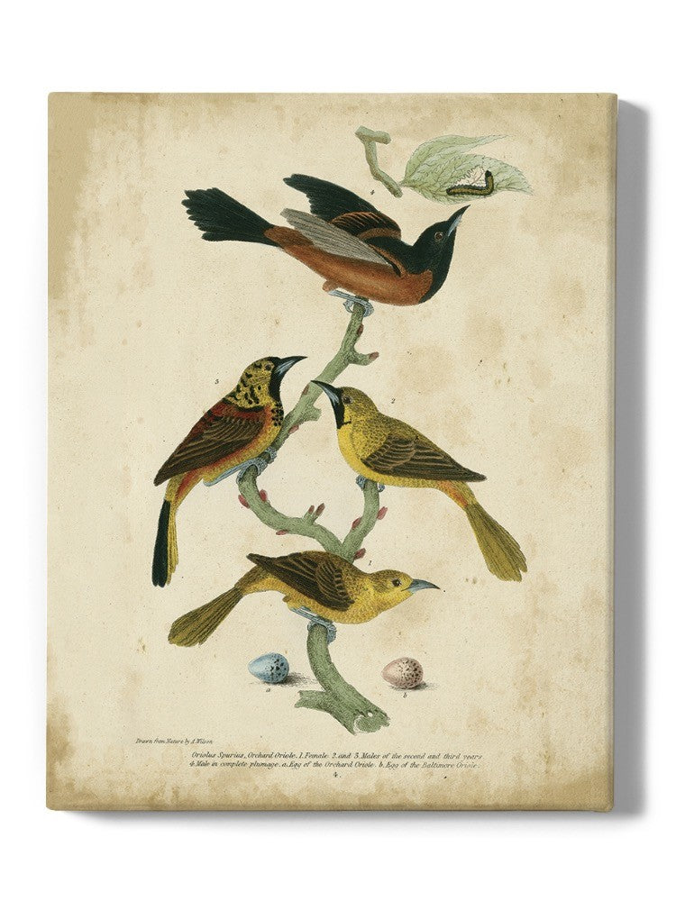 Orchard And Birds Wall Art -Alexander Wilson Designs