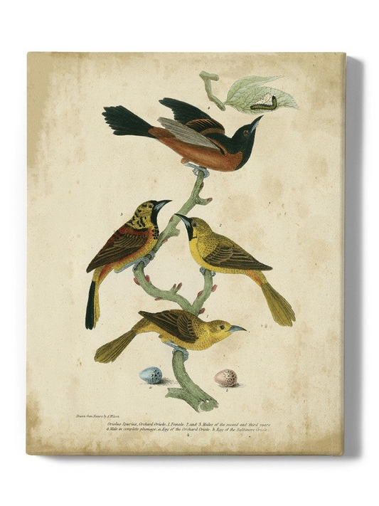 Orchard And Birds Wall Art -Alexander Wilson Designs