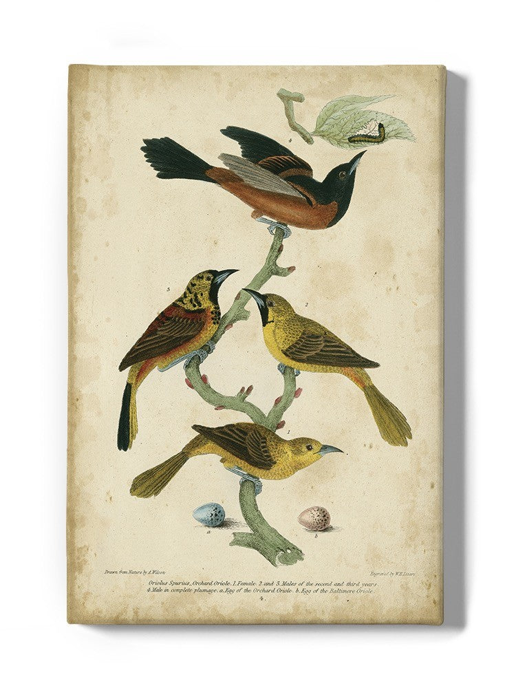 Orchard And Birds Wall Art -Alexander Wilson Designs